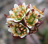 Цветок Saxifraga nivalis с основными пыльниками