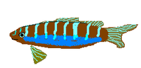 Miniatura para Serranus tortugarum