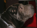 Sharpei głowa 867.jpg