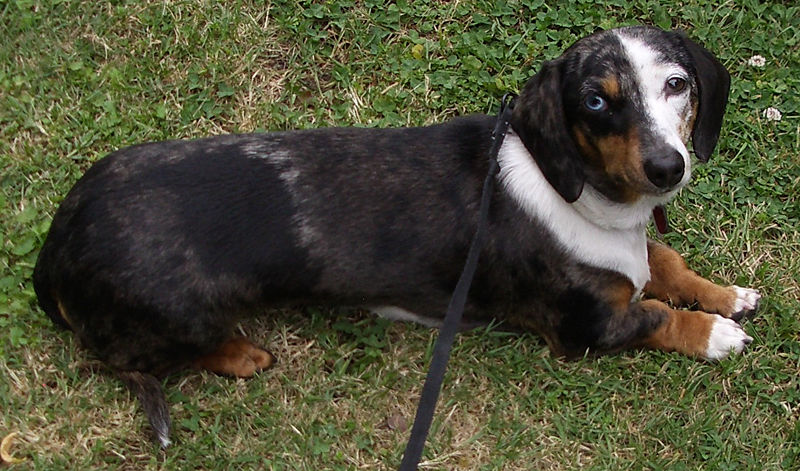 miniature black and tan dachshund. dachshund averages 15 lb