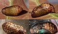 Pupa