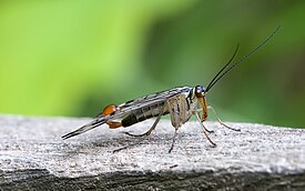 Vyöskorpionikorento (Panorpa communis), koiras