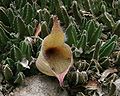 Stapelia gigantea *