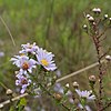 S. walteri: Photo of Symphyotrichum walteri taken 21 December 2019 in Orange County, Florida, US.