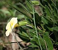 Thunbergia atriplicifolia