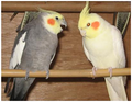 Male Cockatiels