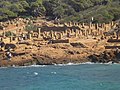 Vignette pour Tipaza