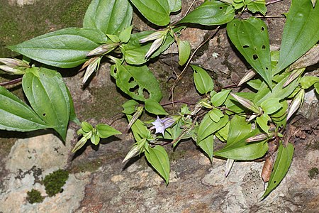 茎は紫色を帯びるツルリンドウ