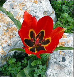 Tulip (Tulipa agenensis) in Israel
