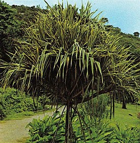 Пандан полезный (Pandanus utilis) на Сейшельских островах.