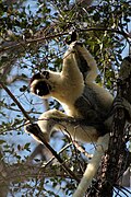 Verreauxsifaka (Propithecus verreauxi)