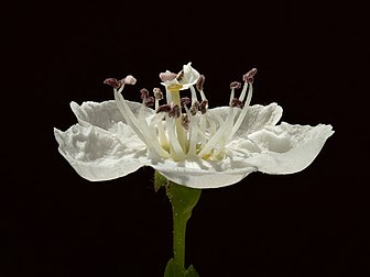 Fleur d'aubépine monogyne. (définition réelle 5 182 × 3 886)