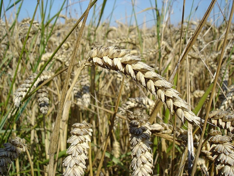 File:Wheat close-up.JPG