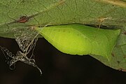 Chrysalis, green variant.