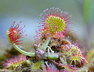 끈끈이주걱(Drosera rotundifolia)