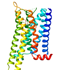 5-HT1A-Rezeptor