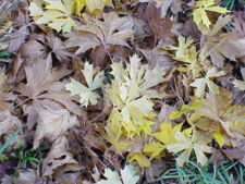 Acer platanoides