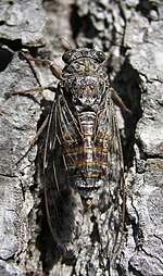 Cicadetta montana – von oben