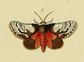 Aididae