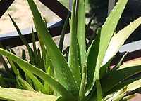 Aloe Vera Barbadensis