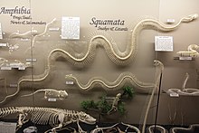 Plusieurs squelettes de squamates et d'amphibiens, avec au centre celui d'un anaconda.