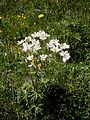 Anemone narcissiflora