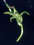 Miniatura para Angraecum calceolus