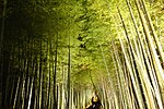 Miniatura per Bosc de bambú d'Arashiyama