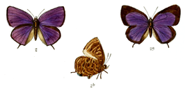 Arhopala atosia