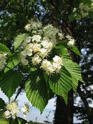 花弁は平開し、花柱は2個ある。