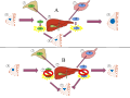 Often used as a cancer treatment in postmenopausal women, aromatase inhibitors work by blocking the conversion of androstenedione and testosterone into estrone and estradiol, respectively, which are both crucial to the growth of developing breast cancers (aromatase inhibitors are also effective at treating ovarian cancer, but less commonly so). In the diagram, the adrenal gland (1) releases androstenedione (3) while the ovaries (2) secrete testosterone (4). Both hormones travel to peripheral tissues or a breast cell (5), where they would be converted into estrone (8) or estradiol (9) if not for aromatase inhibitors (7), which prevent the enzyme CYP19AI (also known as aromatase or estrogen synthase) (6) from catalyzing the reaction that turns androstenedione and testosterone into estrone and estradiol. In the diagram, Part A represents the successful conversion of androstenedione and testosterone into estrone and estradiol in the liver. Part B represents the blockage of this conversion by aromatase inhibitors both in peripheral tissues and in the breast tumor itself.