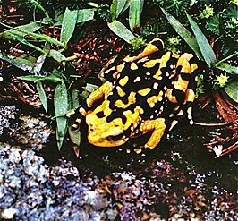 Atelopus petersi