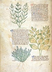 Page de manuscrit en deux colonnes alternant des blocs de texte en gothique, avec de grandes majuscules initiales bleues ou rouges, et des illustrations de plantes en couleur.