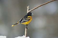 Baltimore Oriole.jpg