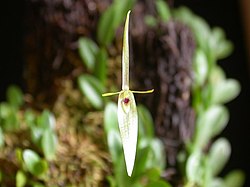 Barbosella cogniauxiana.jpg