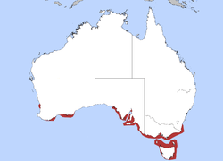 Distribución del cormorán carinegro