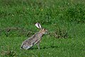 Black-tailed jackrabbit (Lepus californicus), Attwater Prairie Chicken National Wildlife Refuge