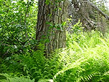 Blackcottonwoodtrunk.jpg