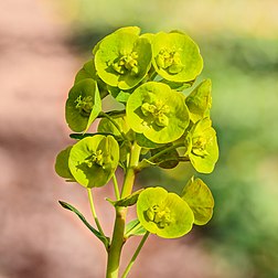 Inflorescence composée de cyathes d'une euphorbe des bois. (définition réelle 3 456 × 3 456)