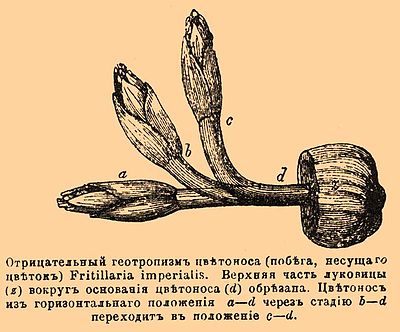 Отрицательный геотропизм цветоноса (побега, несущего цветок) Fritillaria imperialis. Верхняя часть луковицы вокруг основания цветоноса (d) обрезана. Цветонос из горизонтального положения a—d через стадию b—d переходит в положение с—d.