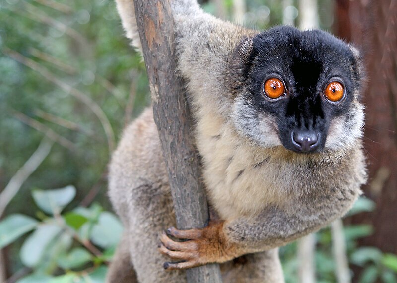 Ficheiro:Brown Lemur in Andasibe.jpg