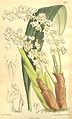 Bryobium hyacinthoides (as Eria hyacinthoides) - Curtis' 134 (Ser. 
 4 no. 
 4) pl. 
 8229 (1908). 
 jpg