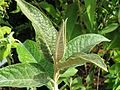 Miniatura para Buddleja megalocephala