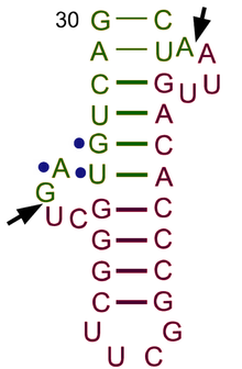 Bulge-helix-bulge motif of a tRNA intron Bulge-helix-bulge BHB tRNA intron.png