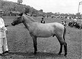 Indonesisches Pony: Lombok