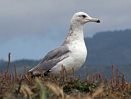 Prairiemeeuw