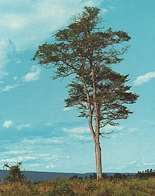 Calycophyllum multiflorum