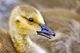 Plumage de l'oison.