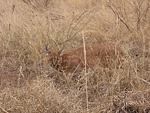 Le Lynx du désert dans LYNX 220px-Caracal_in_South_Africa_-_by_Shaun_MItchem