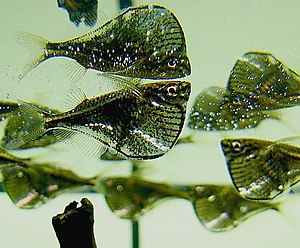 Carnegiella marthae